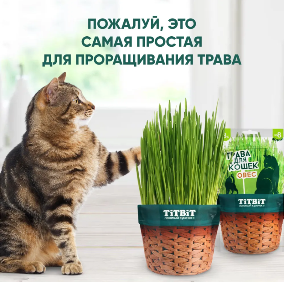 Лакомство для кошек TiTBiT Трава овес для проращивания 60 г